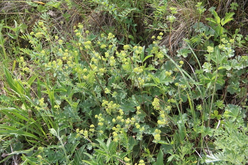 Alchemilla languida photo 2