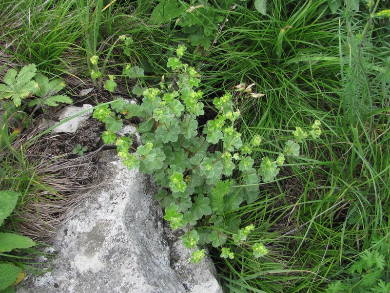 Alchemilla languida photo 3
