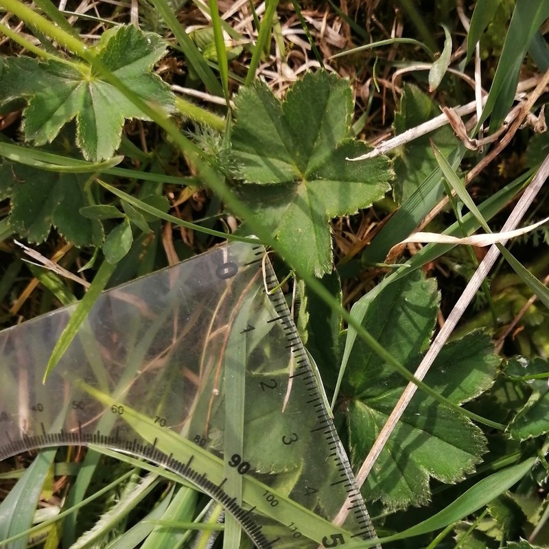 Alchemilla laxescens