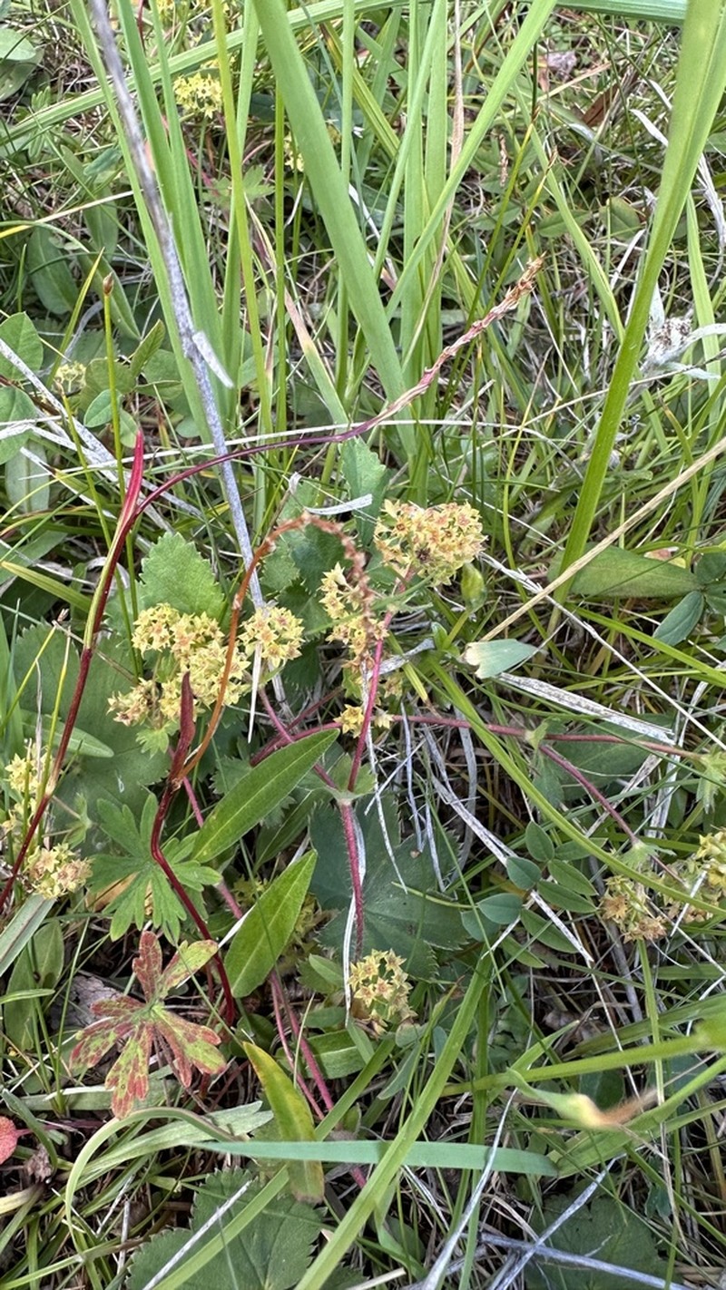 Alchemilla laxescens photo 2