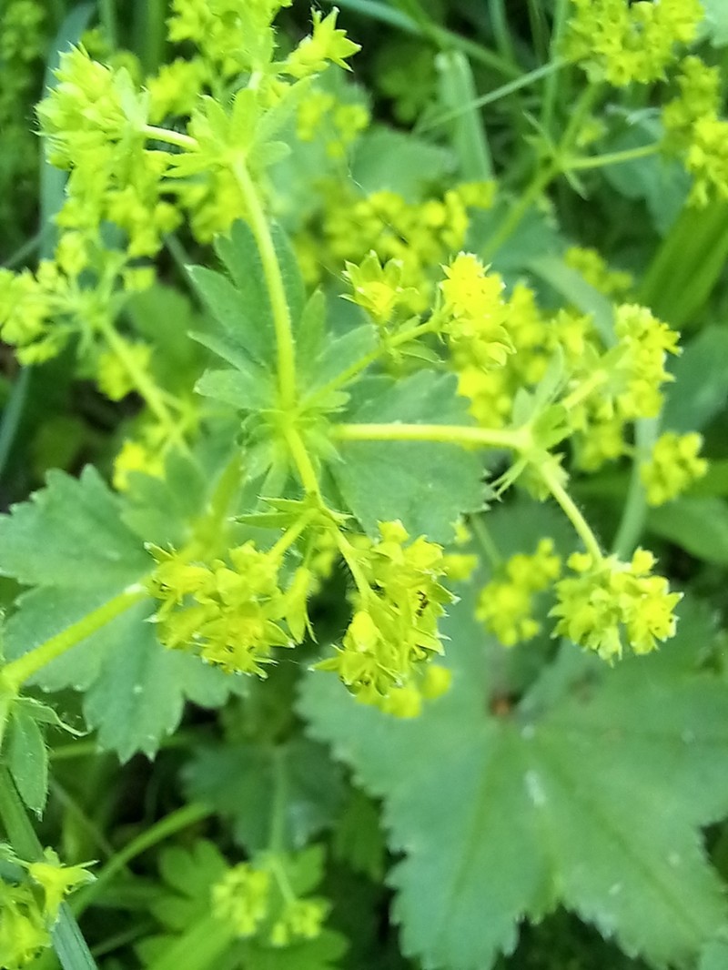 Alchemilla laxescens photo 3