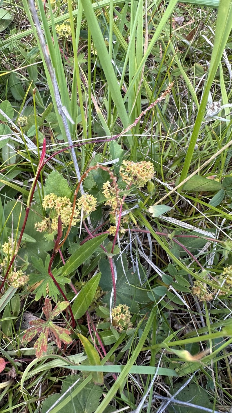Alchemilla laxescens photo 4