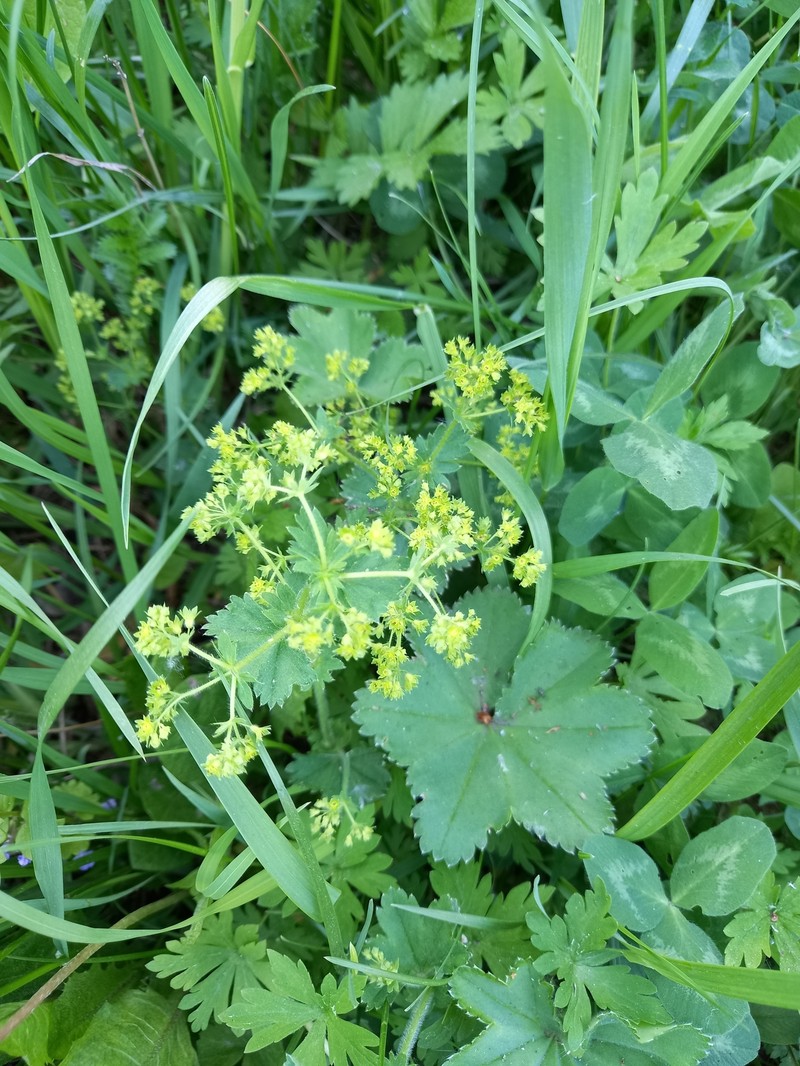 Alchemilla laxescens photo 5