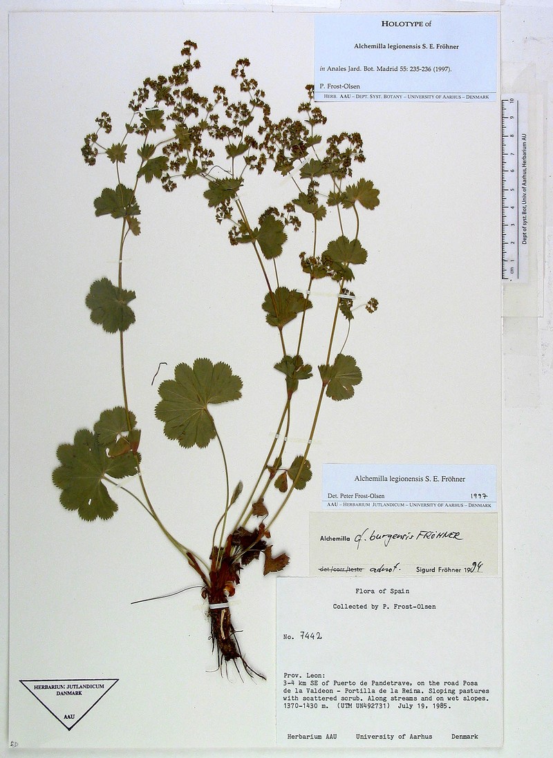 Alchemilla legionensis