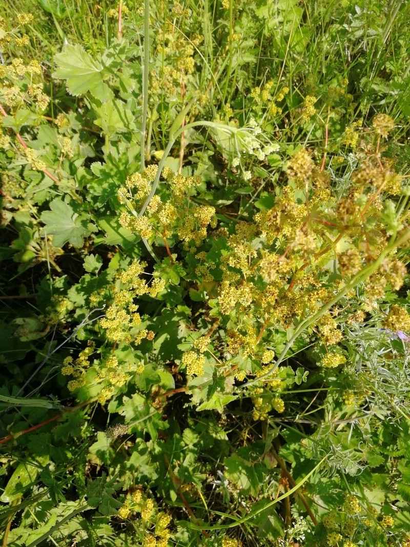 Alchemilla leiophylla photo 2