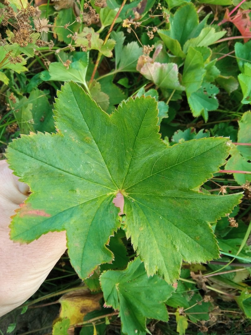 Alchemilla leiophylla photo 3