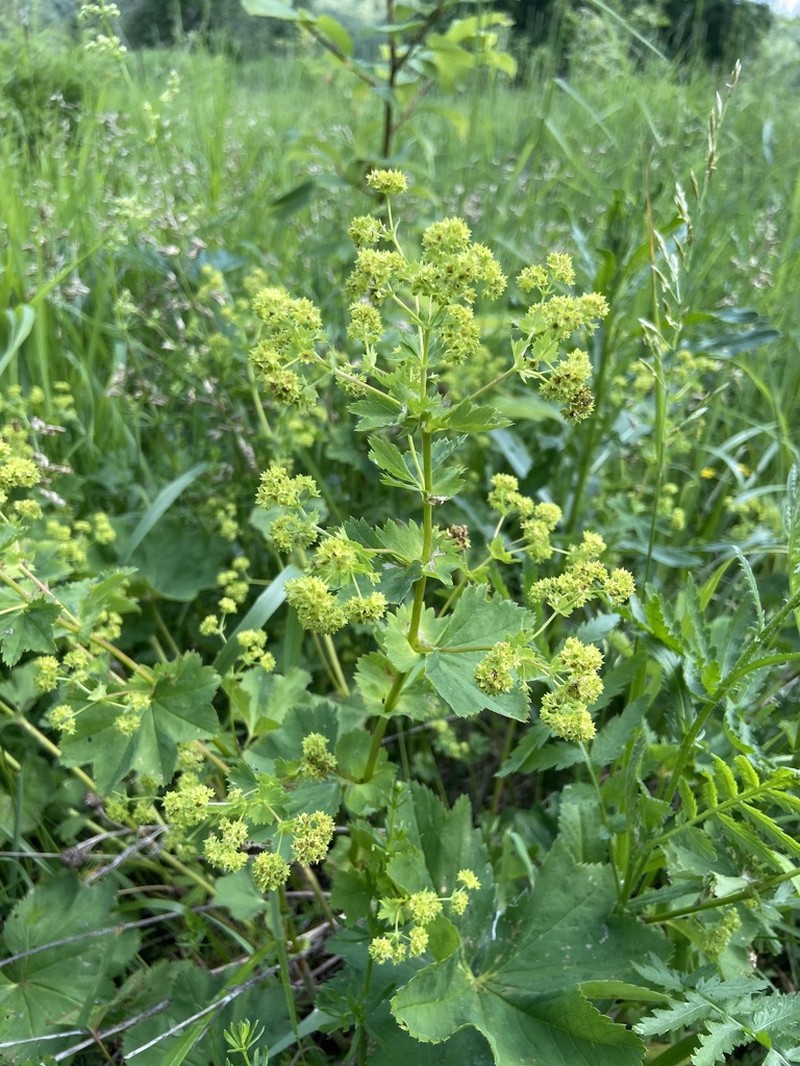Alchemilla leiophylla photo 4