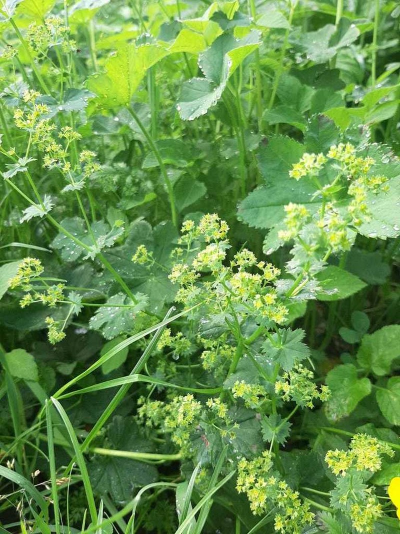 Alchemilla leiophylla photo 5