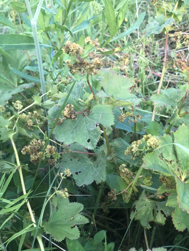 Alchemilla leiophylla photo 6
