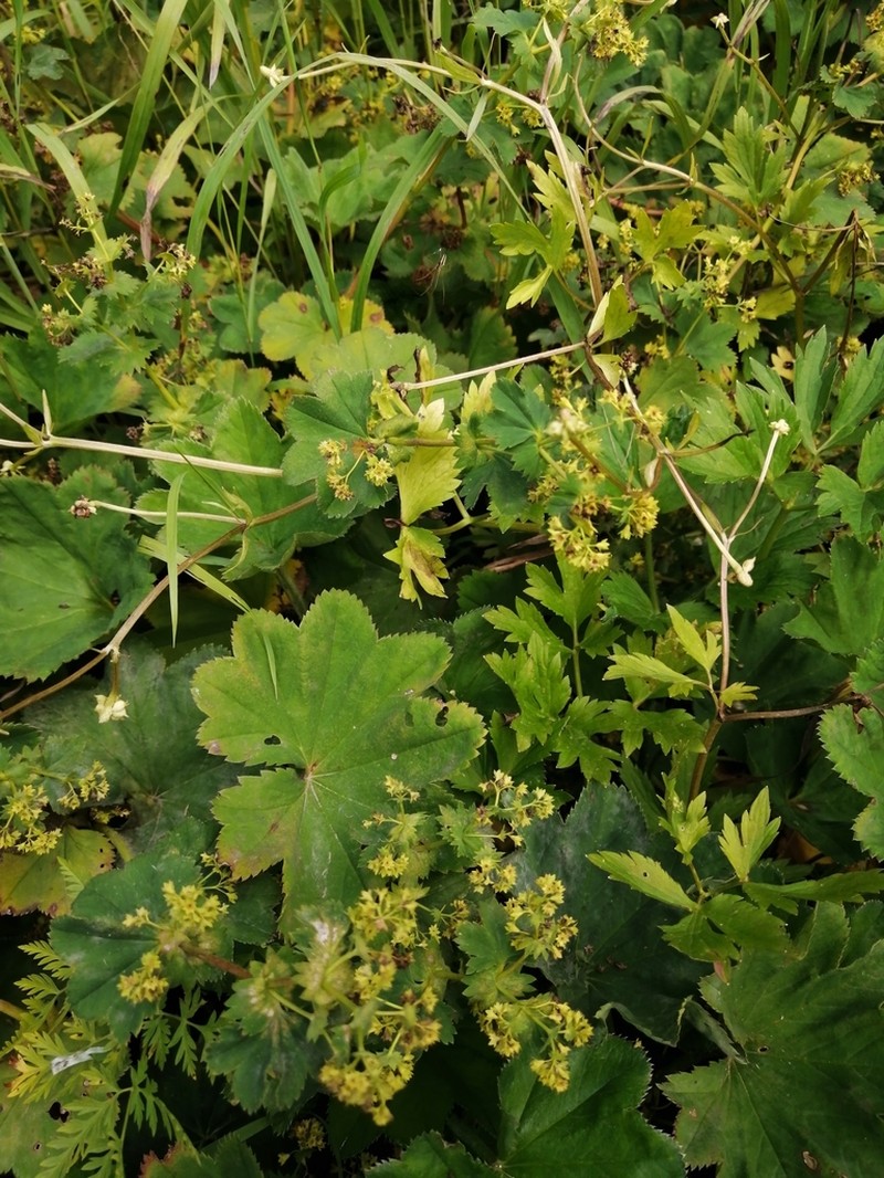Alchemilla leiophylla photo 7