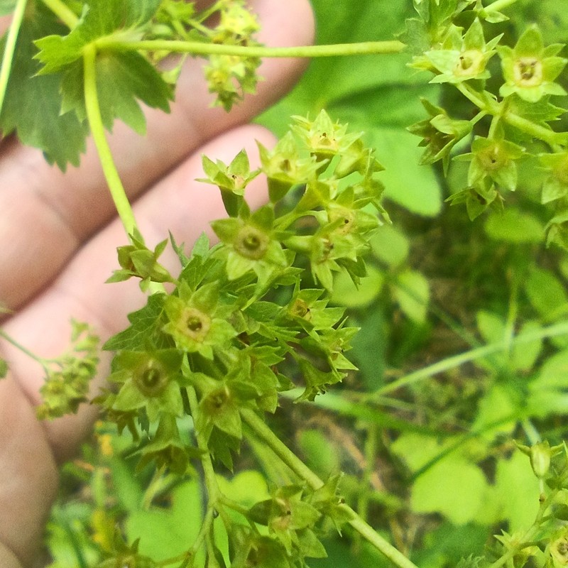 Alchemilla leiophylla photo 8