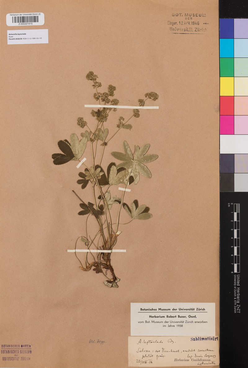 Alchemilla leptoclada