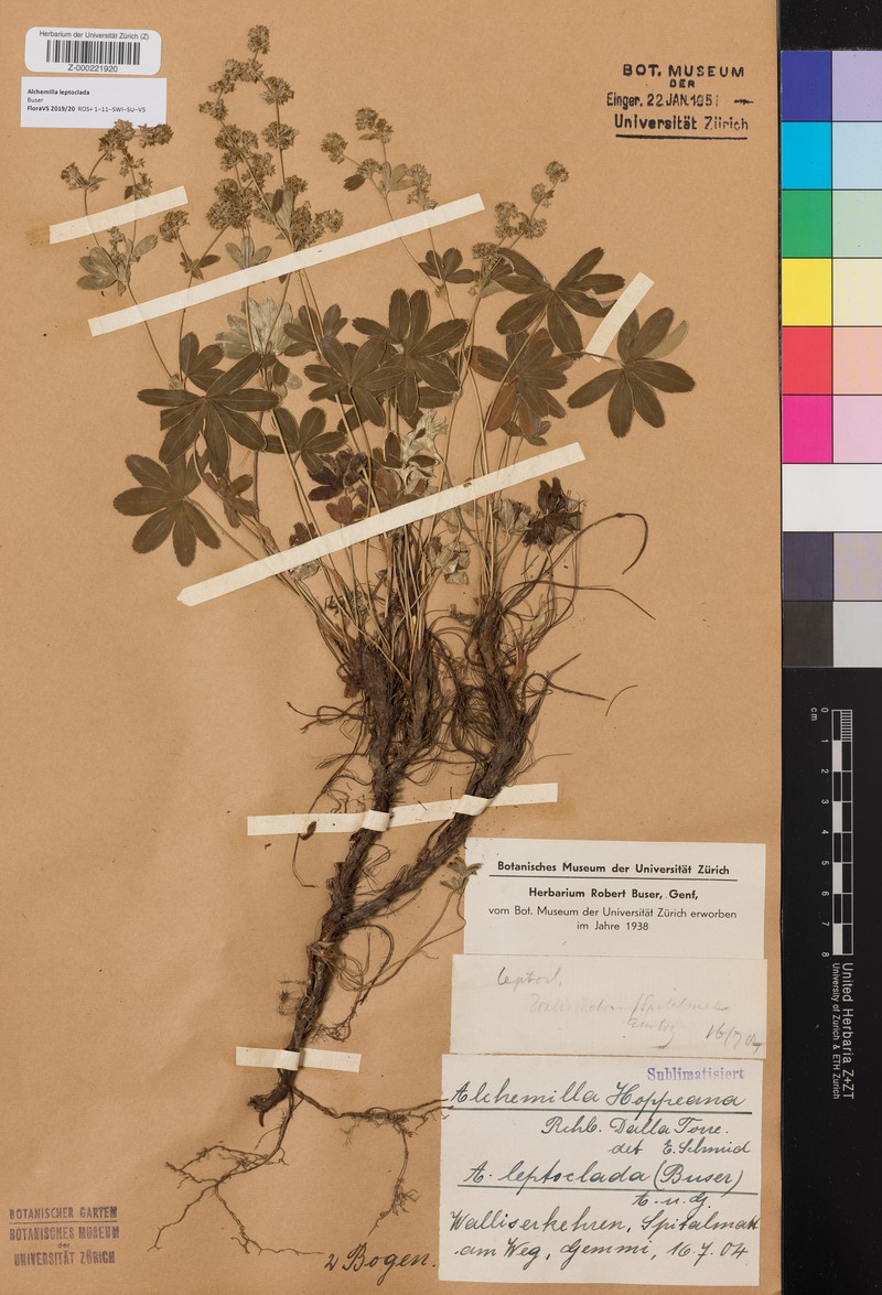 Alchemilla leptoclada photo 2