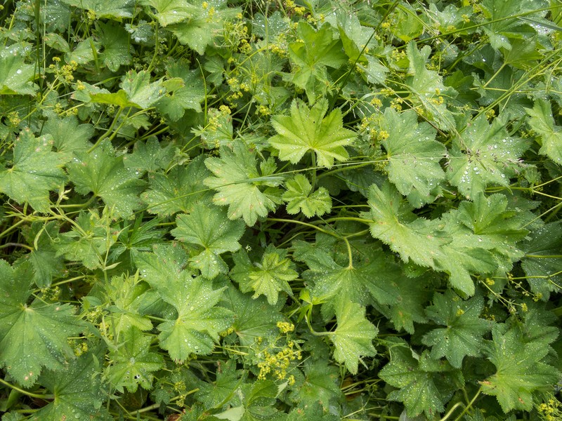 Alchemilla lessingiana