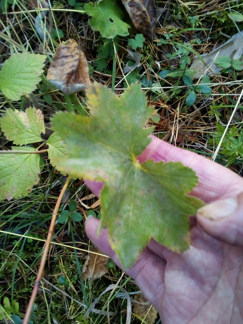 Alchemilla lessingiana photo 3