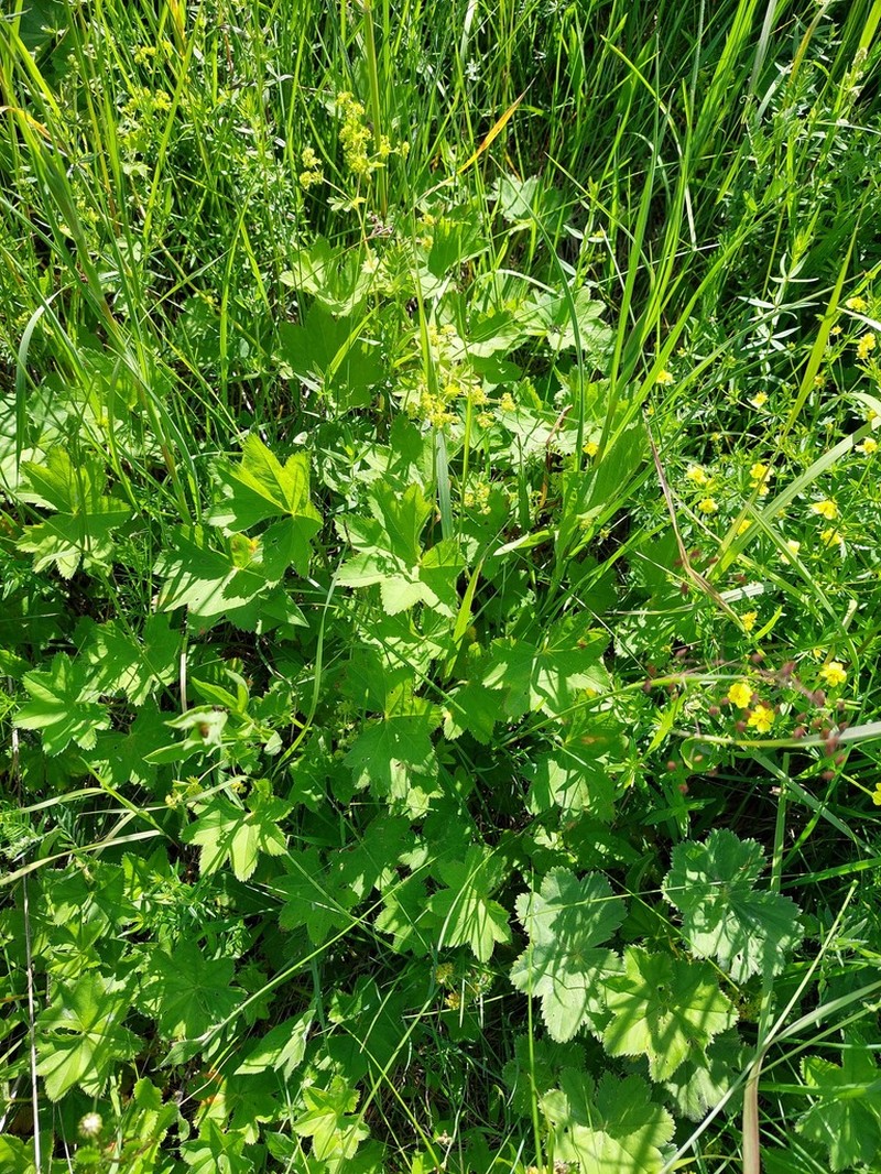 Alchemilla lessingiana photo 4