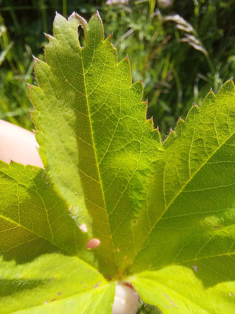 Alchemilla lessingiana photo 6