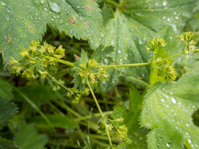 Alchemilla lessingiana photo 7