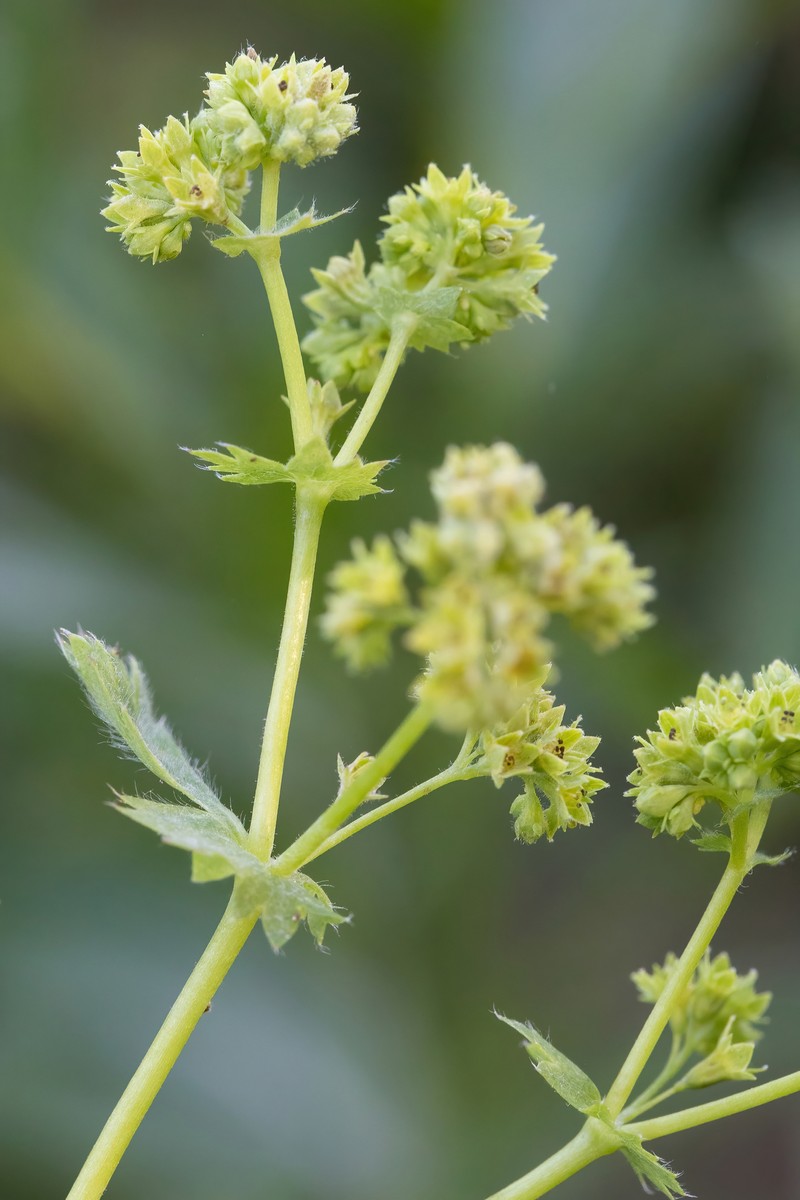 Alchemilla lessingiana photo 8