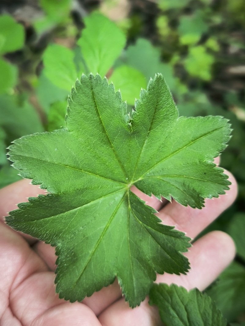 Alchemilla levichevii