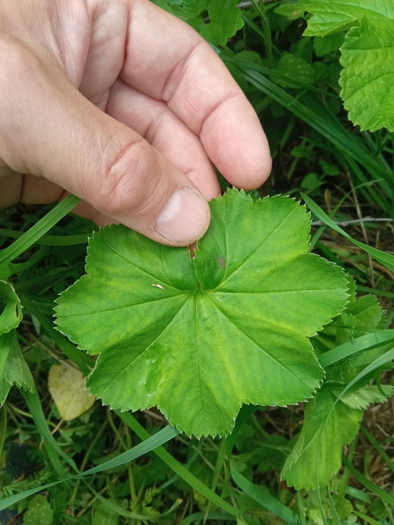 Alchemilla lindbergiana