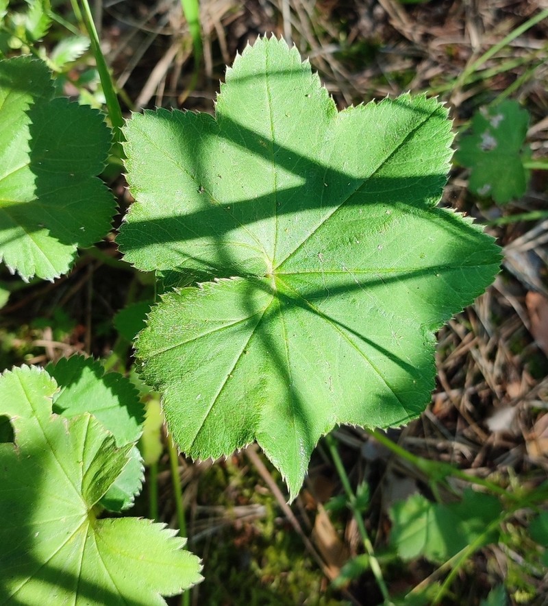 Alchemilla lindbergiana photo 2