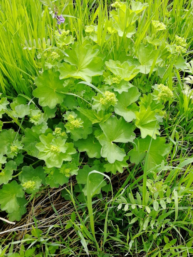 Alchemilla lindbergiana photo 3
