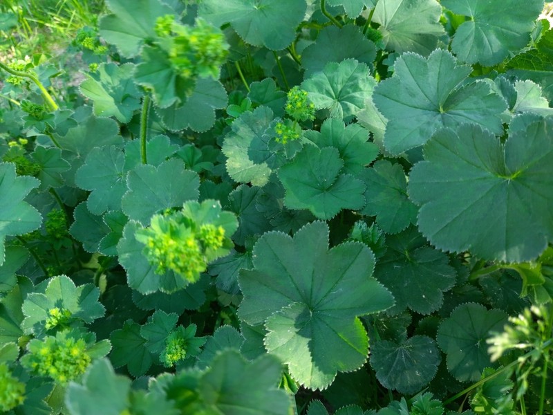 Alchemilla lindbergiana photo 4