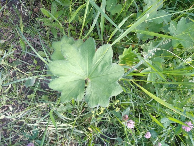 Alchemilla lindbergiana photo 5