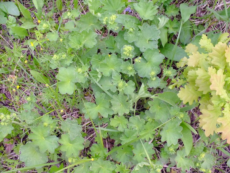 Alchemilla lindbergiana photo 6