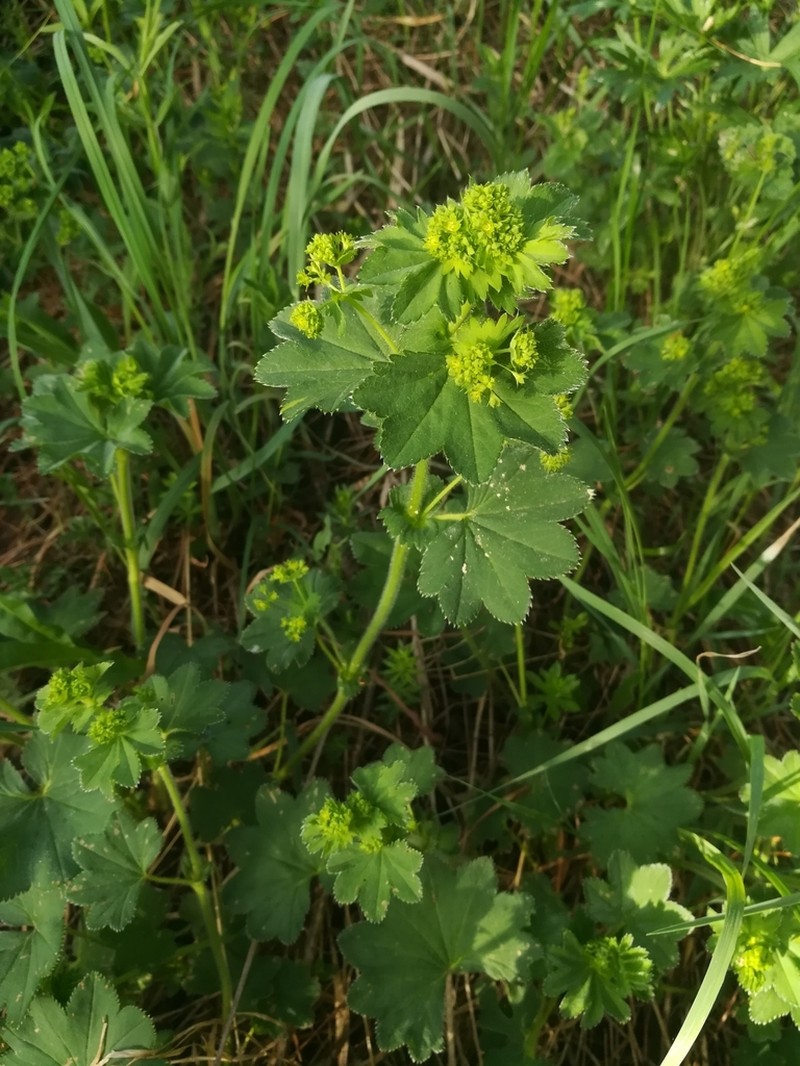 Alchemilla lindbergiana photo 7