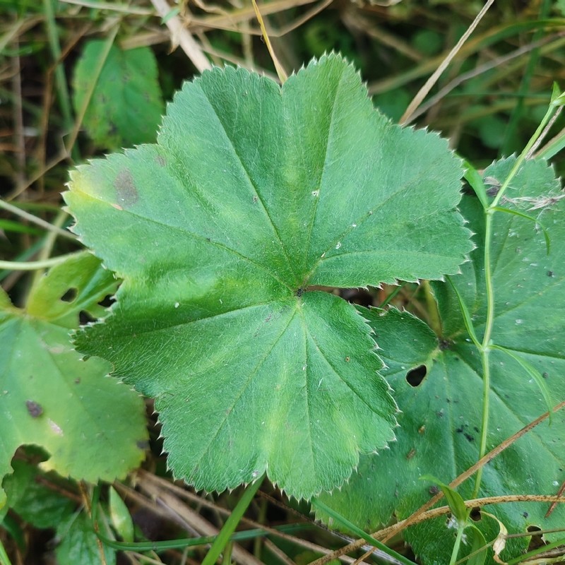 Alchemilla lindbergiana photo 8