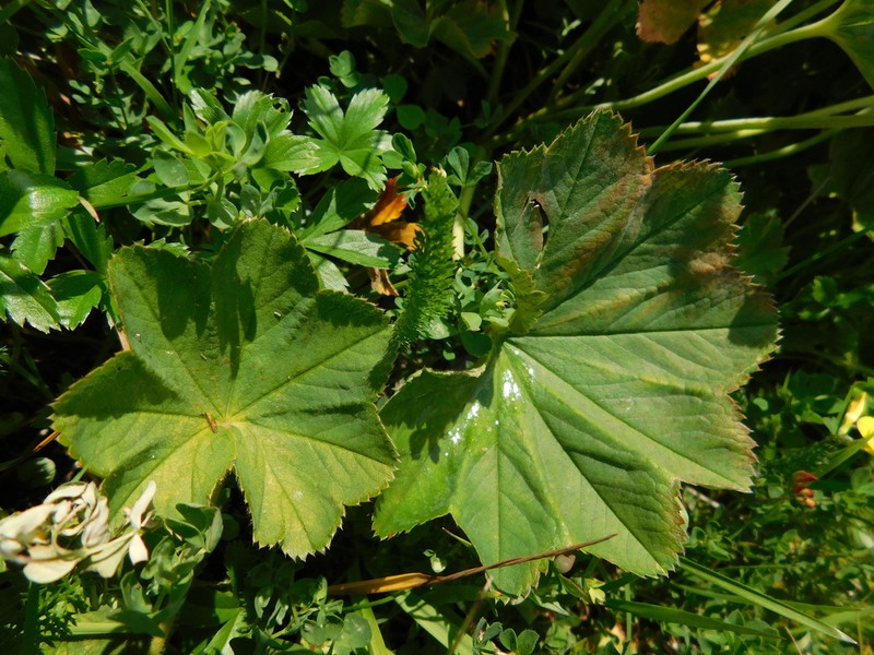 Alchemilla lineata