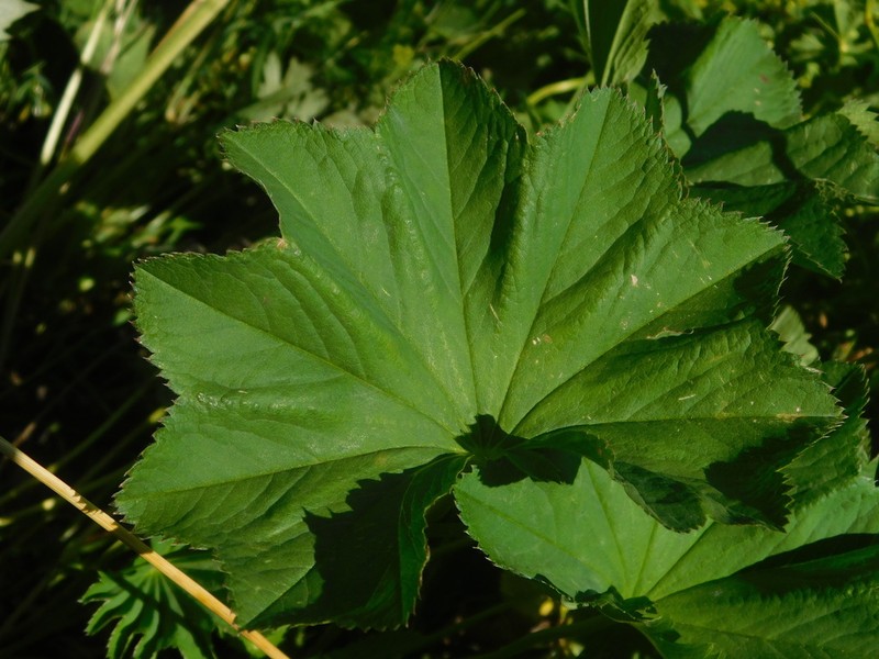 Alchemilla lineata photo 2