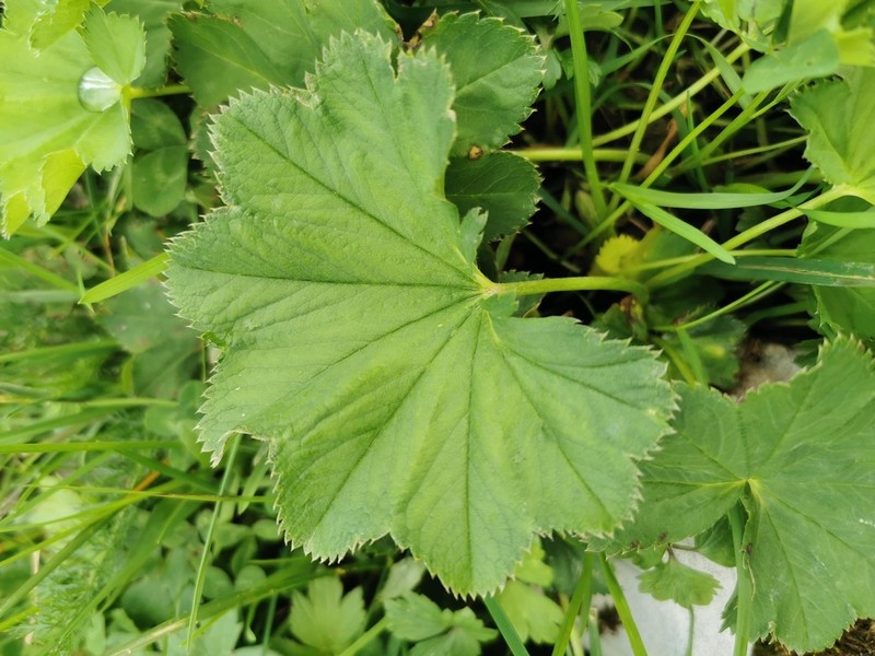 Alchemilla lineata photo 3