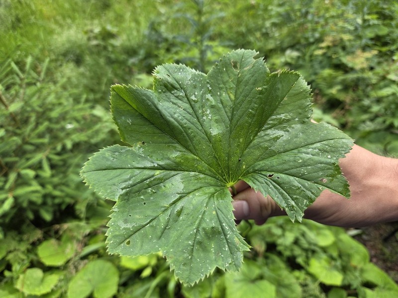 Alchemilla lineata photo 4