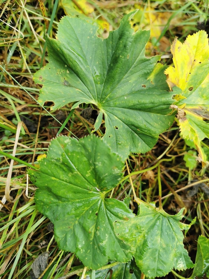 Alchemilla lineata photo 5