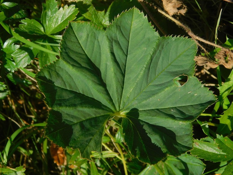 Alchemilla lineata photo 6