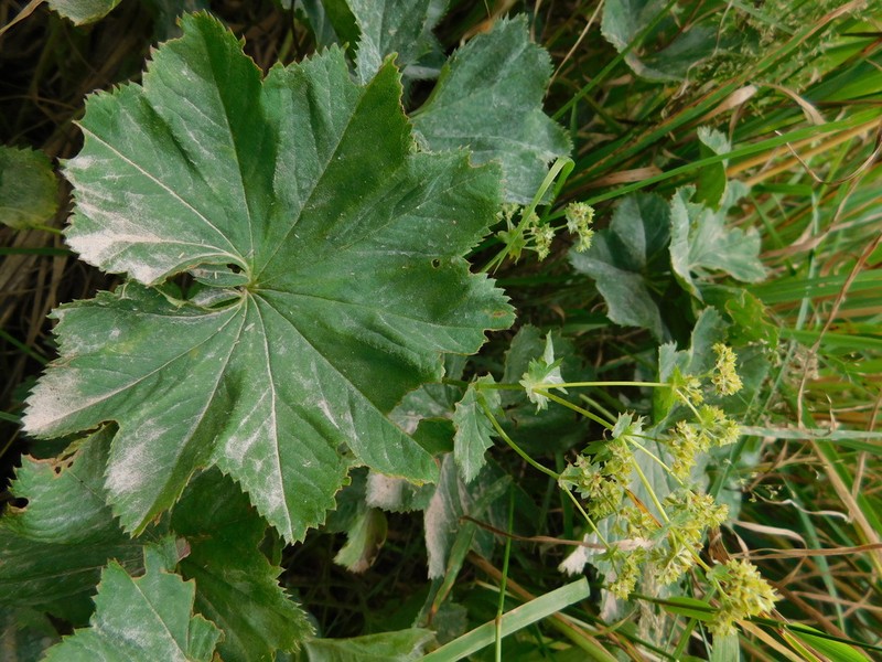 Alchemilla lineata photo 7