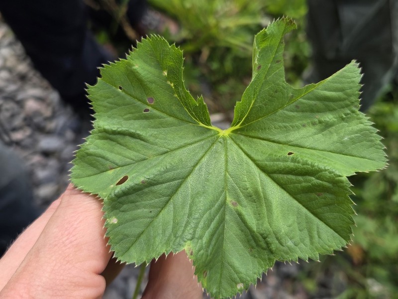 Alchemilla lineata photo 8