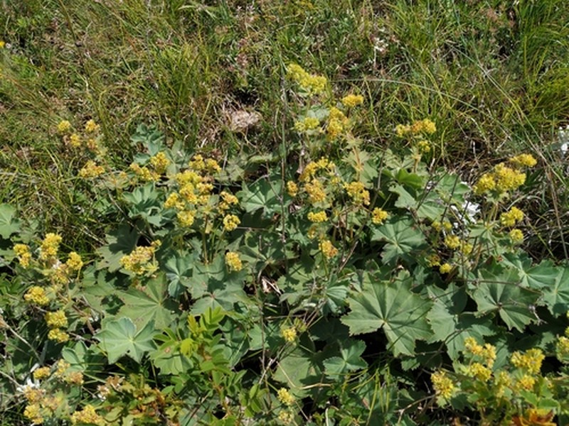 Alchemilla lithophila