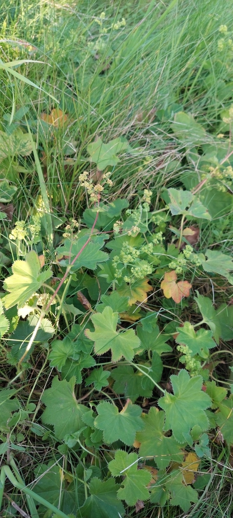 Alchemilla litwinowii