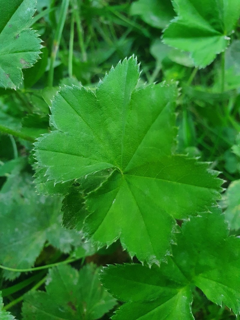 Alchemilla litwinowii photo 2