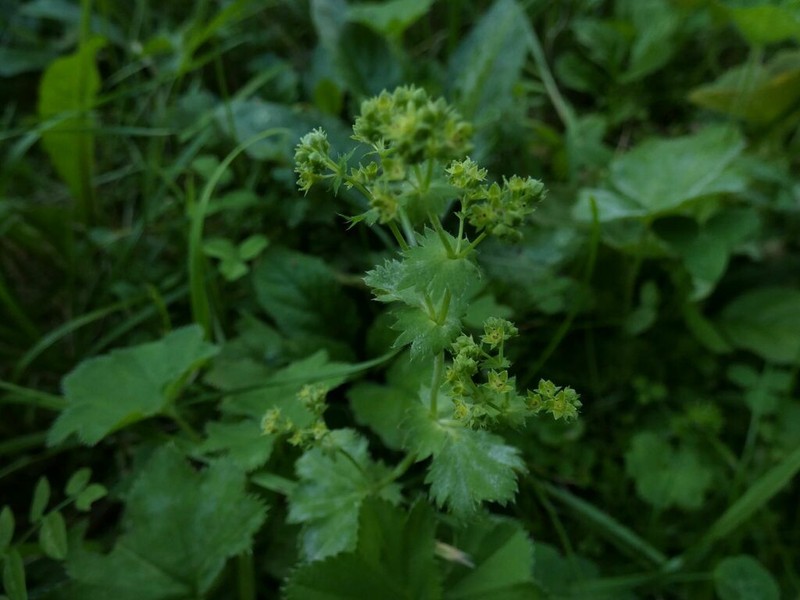 Alchemilla litwinowii photo 3