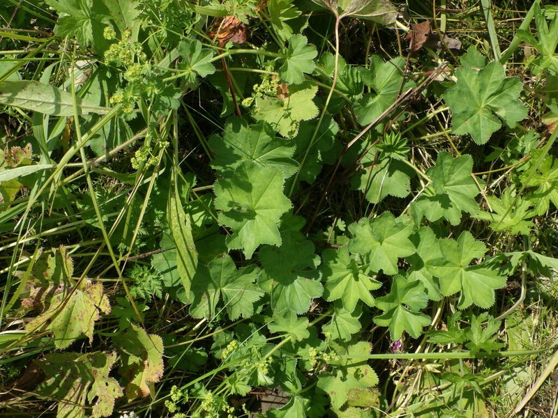 Alchemilla litwinowii photo 4
