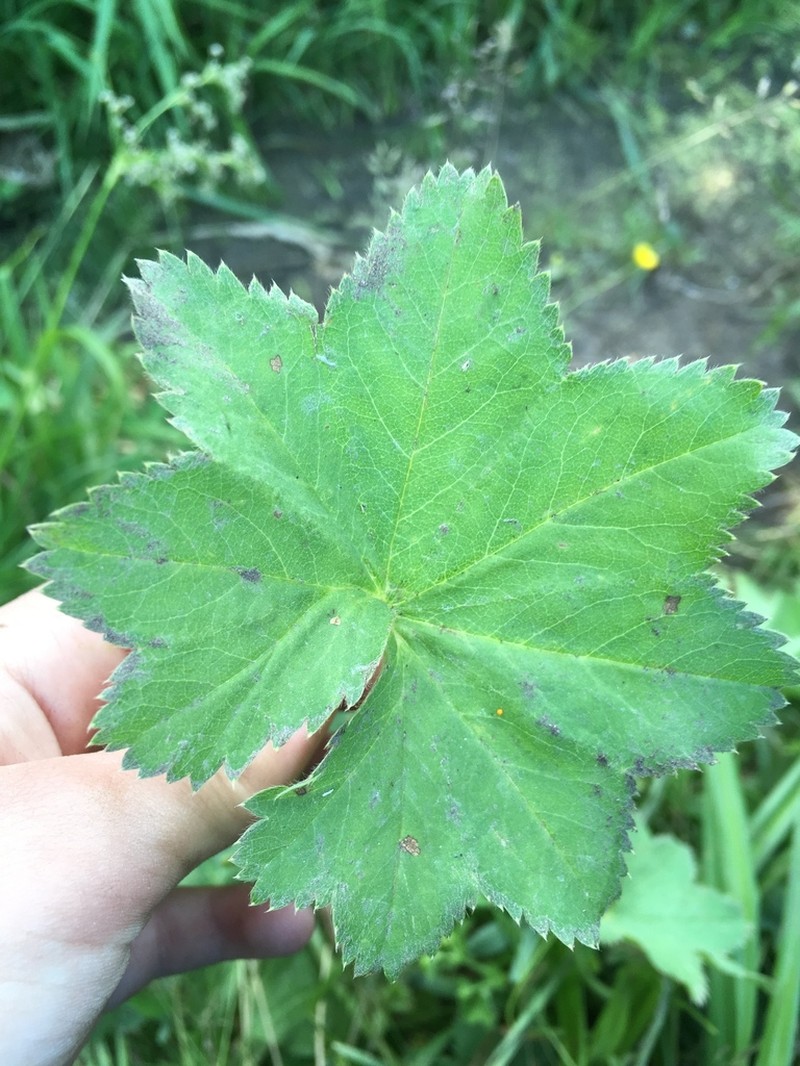 Alchemilla litwinowii photo 5