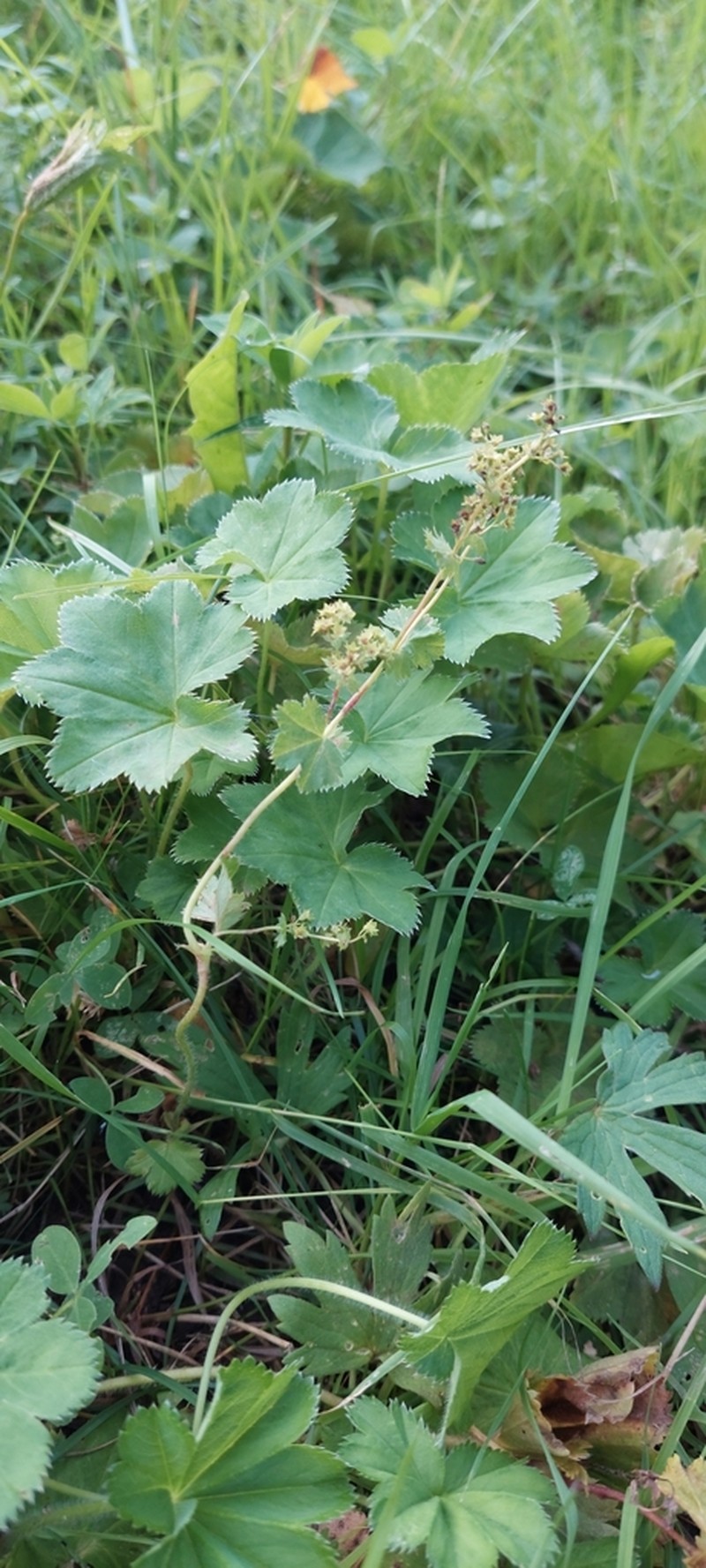 Alchemilla litwinowii photo 6
