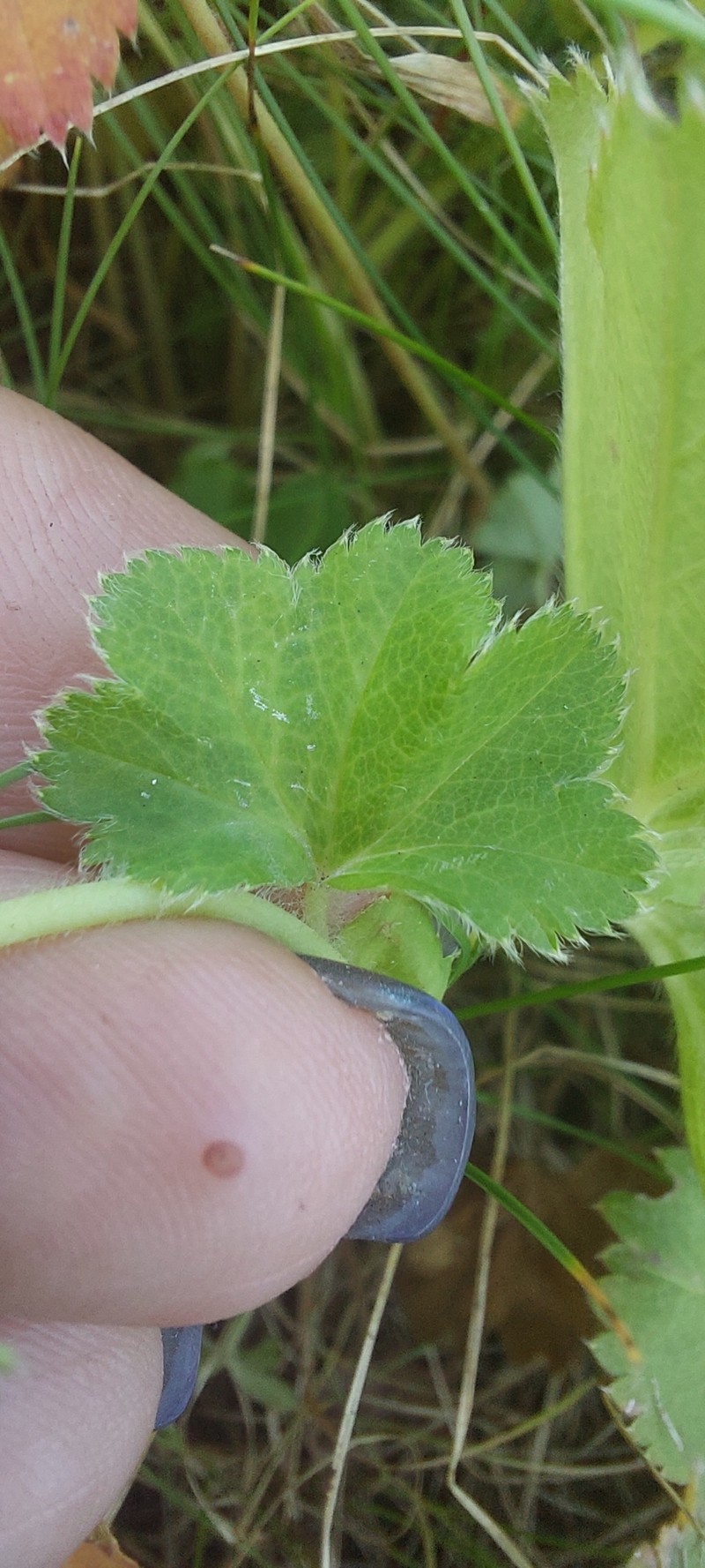 Alchemilla litwinowii photo 7
