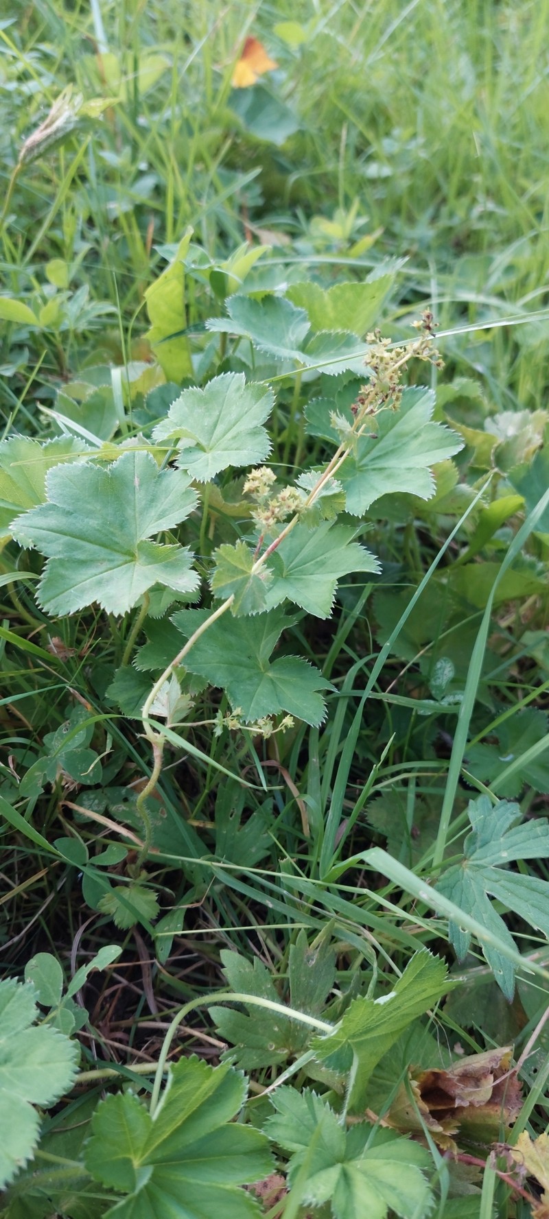 Alchemilla litwinowii photo 8