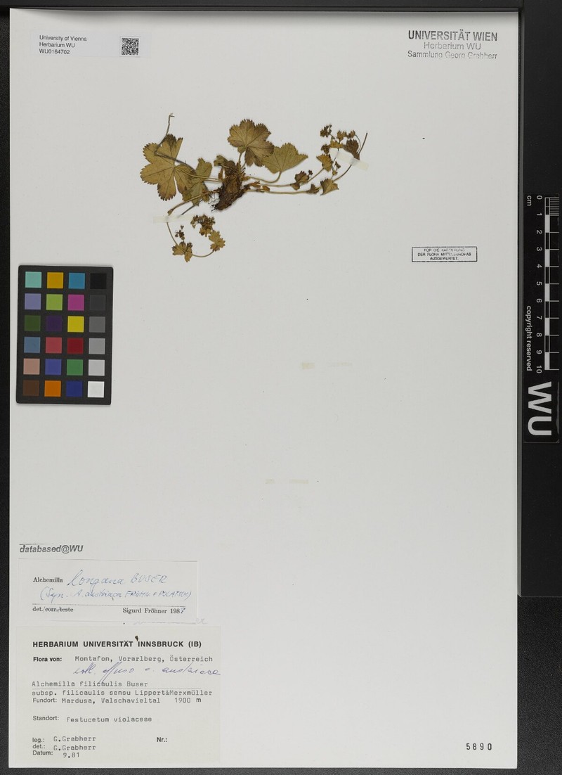 Alchemilla longana